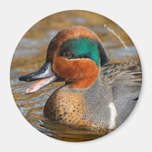 A Chatty Green-Winged Teal Duck at the Pond Magnet