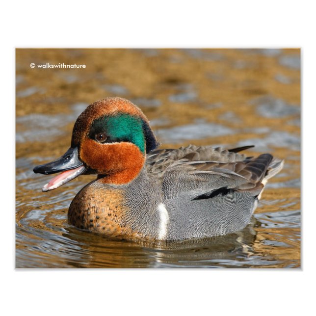 A Chatty Green-Winged Teal Duck at the Pond Photo Print (Front)