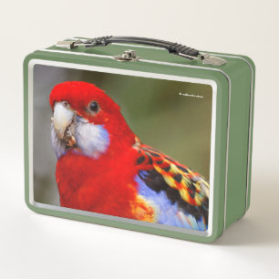 A Cheeky and Colourful Eastern Rosella Parrot Metal Lunch Box