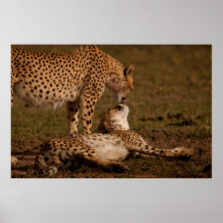 A Cheetah's Kiss Poster