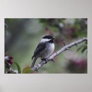 A Chickadee Poster