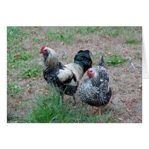 A Chicken and a Rooster make a Great Pair