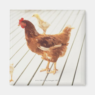 A Chicken and Two Chicks On a Wooden Floor, Magnet