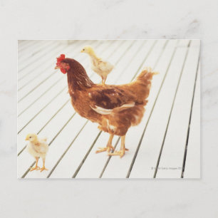 A Chicken and Two Chicks On a Wooden Floor, Postcard