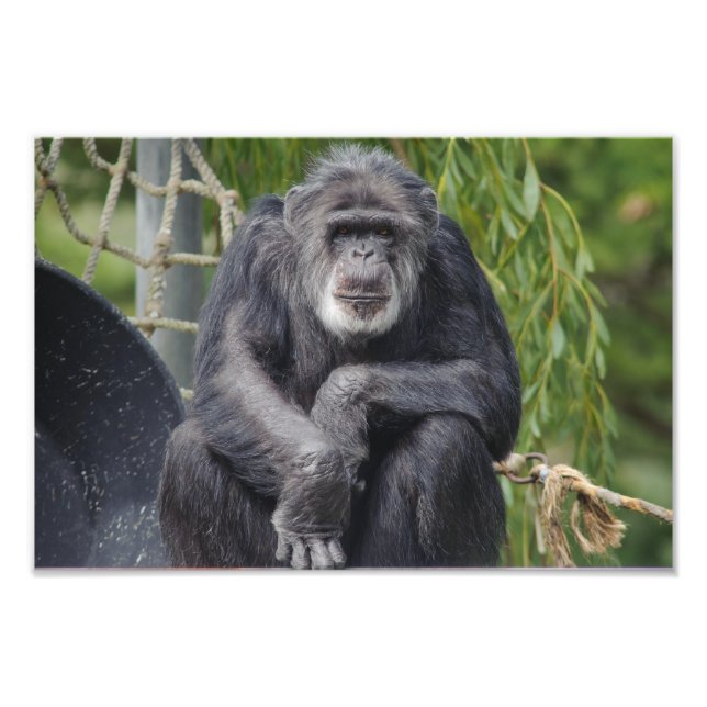 A Chimpanzee Sitting and Staring Photo (Front)