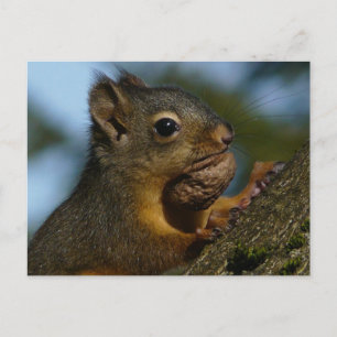 A Chipmunk's Treasures Postcard