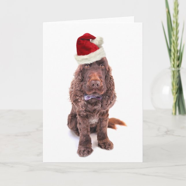 A chocolate English cocker spaniel Holiday Card (Front)