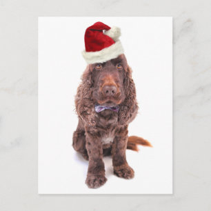 A chocolate English cocker spaniel Postcard