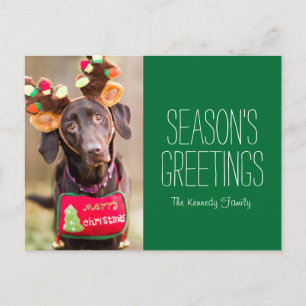 A Chocolate Labrador Retriever dog Postcard