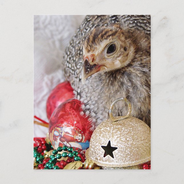 A Christmas Guinea Holiday Postcard (Front)