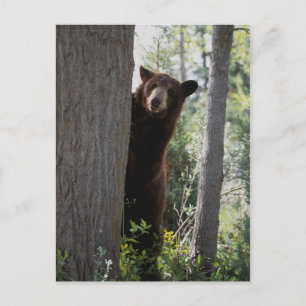 A cinnamon bear postcard