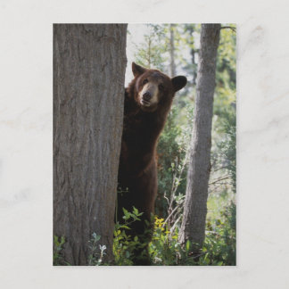 A cinnamon bear postcard