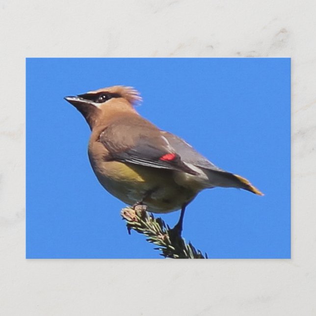 A Classic Cedar Waxwing Postcard! Postcard (Front)