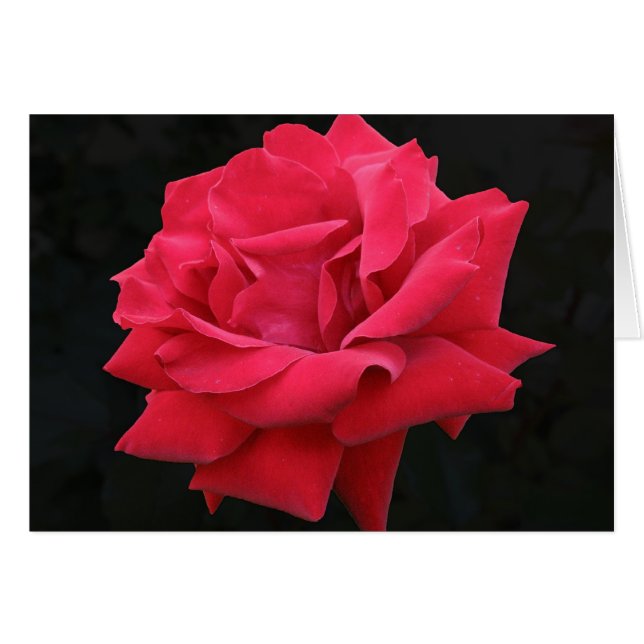 A Classic Red Rose (Front Horizontal)