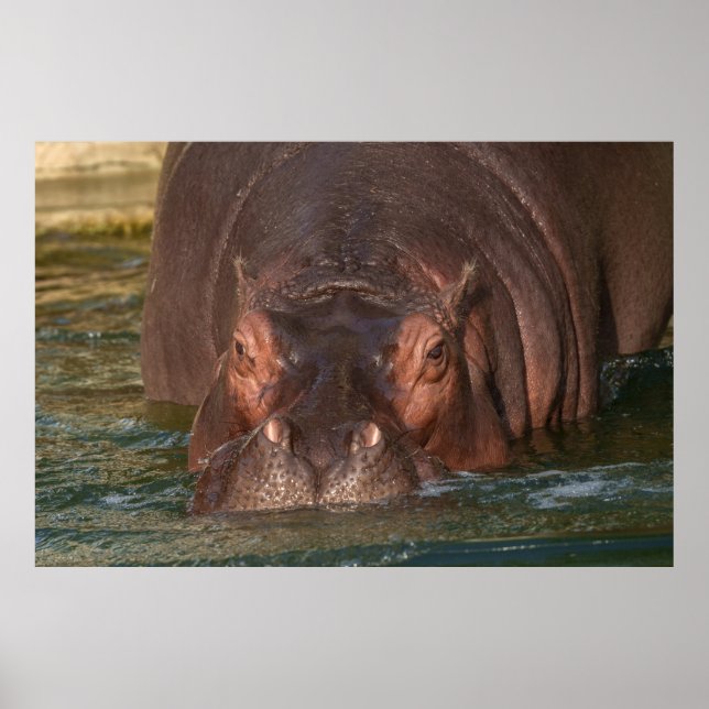A Close Encounter with a Hippopotamus Poster (Front)