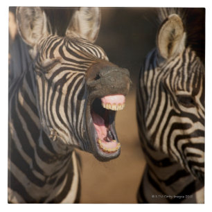 A close-up of a Zebra showing its teeth, Ceramic Tile