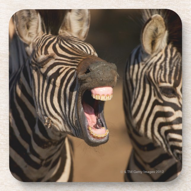 A close-up of a Zebra showing its teeth, Coaster (Front)
