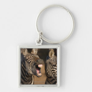 A close-up of a Zebra showing its teeth, Key Ring