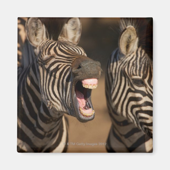 A close-up of a Zebra showing its teeth, Magnet (Front)