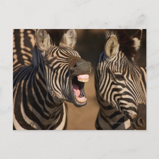 A close-up of a Zebra showing its teeth, Postcard (Front)