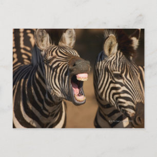 A close-up of a Zebra showing its teeth, Postcard