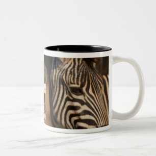 A close-up of a Zebra showing its teeth, Two-Tone Coffee Mug