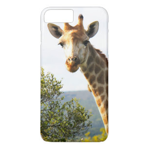 A close up photo of a male Giraffe on Safari iPhone 8 Plus/7 Plus Case