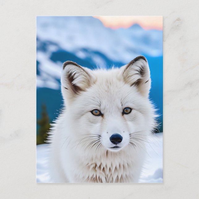 A Close-up Portrait of an Artic Fox Postcard (Front)