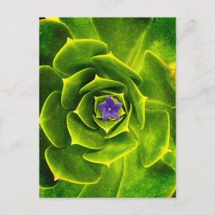 A close-up view captures the natural symmetry  postcard