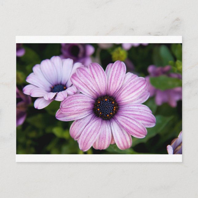 A close view of  a kind of daisy, Bodrum daisy Postcard (Front)