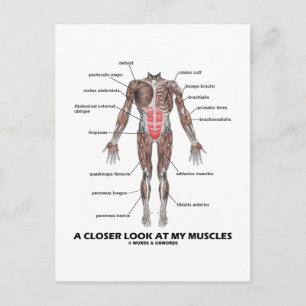 A Closer Look At My Muscles (Anatomy / Anatomical) Postcard