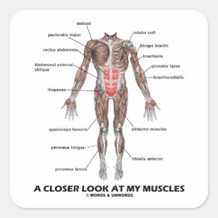 A Closer Look At My Muscles (Anatomy / Anatomical) Square Sticker