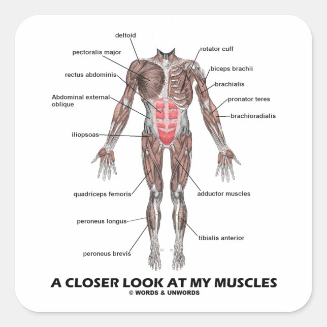A Closer Look At My Muscles (Anatomy / Anatomical) Square Sticker (Front)
