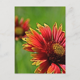 A Closer Look Postcard