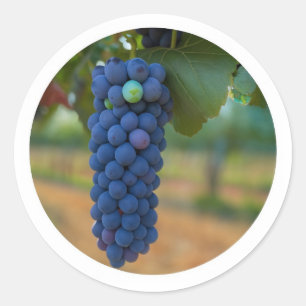 A Cluster of Fresh Purple Grapes  Classic Round Sticker
