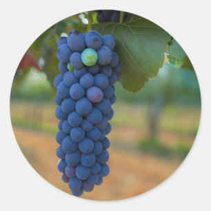 A Cluster of Fresh Purple Grapes  Classic Round Sticker
