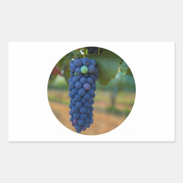 A Cluster of Fresh Purple Grapes  Rectangular Sticker (Front)