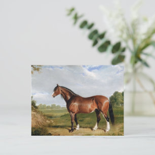 A Clydesdale Stallion Postcard