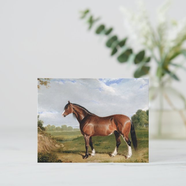 A Clydesdale Stallion Postcard (Standing Front)