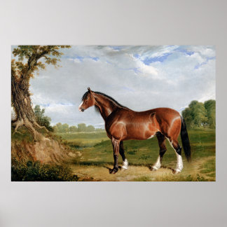 A Clydesdale Stallion Poster