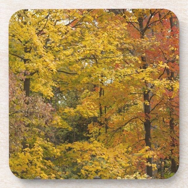 a coaster (Front)