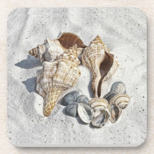 A Collection of Seashells on Sand Coaster