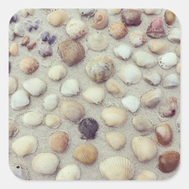A Collection Of Seashells Square Sticker (Front)