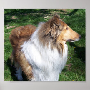 A COLLIE POSTER