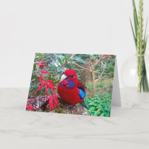 A color photograph of a Crimson Rosella. Card