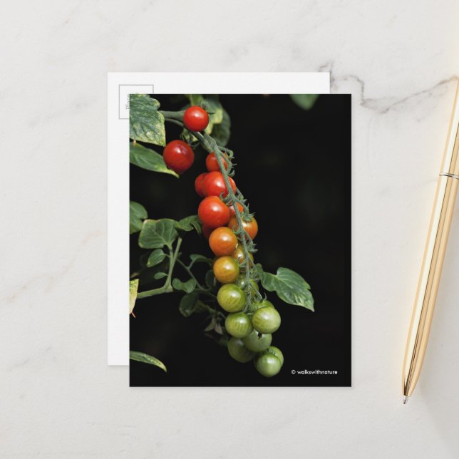 A Colourful Gradient of Homegrown Cherry Tomatoes Postcard (Front/Back In Situ)