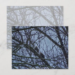 A Companion for Winter Postcard