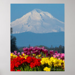 a compressed view of Mt Hood, Oregon and tulip Poster