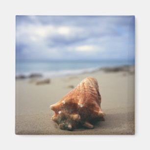 A Conch Shell On The Beach St. Croix, Usvi Magnet