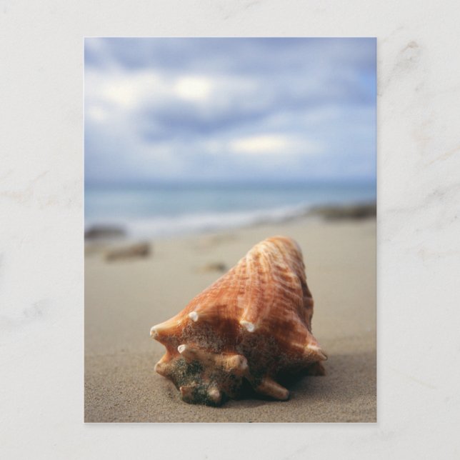 A Conch Shell On The Beach | St. Croix, Usvi Postcard (Front)